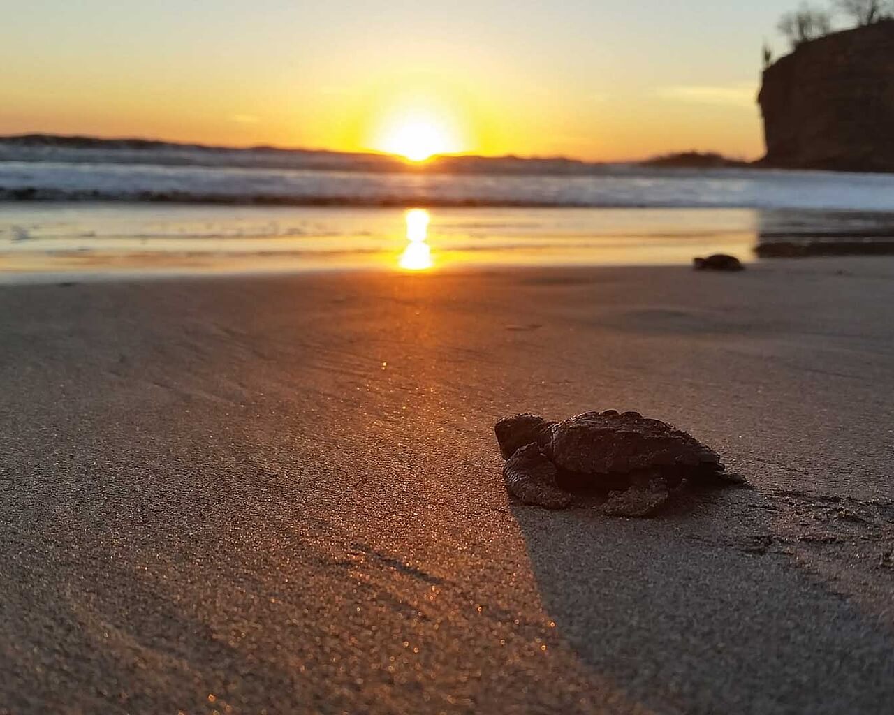 Voyages au Nicaragua, tortue